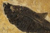 Fossil Fish (Diplomystus) on Colorful Rock - Wall Mount #300283-2